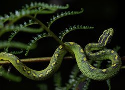 Bothriechis - zielony wąż