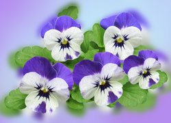 Kwiaty, Fioletowo-białe, Bratki