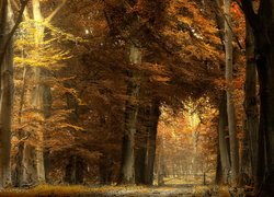 Jesień, Pożółkłe, Brązowe, Drzewa