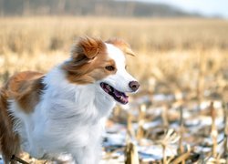 Brązowo-biały border collie