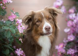 Pies, Owczarek australijski, Mordka, Krzew, Kwiaty
