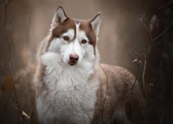 Brązowo-biały siberian husky