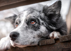 Pies, Border collie, Brązowe, Oczy, Spojrzenie, Deski