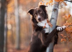Brązowy, Pies, Border collie, Drzewo