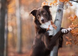 Brązowy border collie