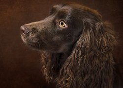 Brązowy cocker spaniel