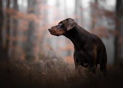 Brązowy doberman