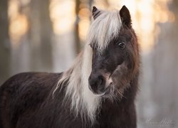 Brązowy koń z jasną grzywą