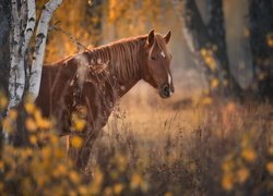 Brązowy koń za drzewem w lesie