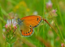 Kwiat, Koniczyna, Brązowy, Motyl, Makro