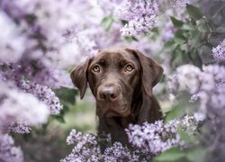 Pies, Brązowy, Kwiaty, Bez