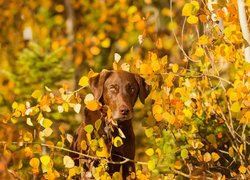Brązowy pies w liściach