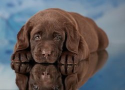 Brązowy szczeniak labradora retrievera