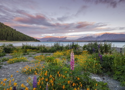 Nowa Zelandia, Jezioro Tekapo, Chmury, Góry, Kwiaty, Łubin, Roślinność, Wzgórza