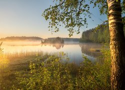 Jezioro, Las, Drzewa, Brzoza, Wschód słońca, Mgła