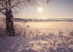 Brzoza na skraju ośnieżonego pola o wschodzie słońca