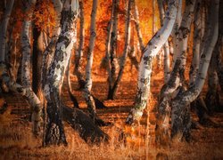 Brzozowy las w jesiennych barwach