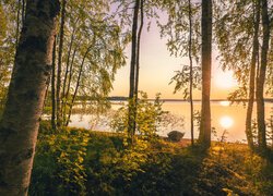 Jezioro, Drzewa, Łódka