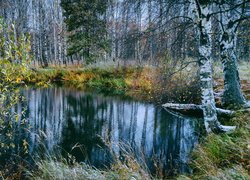 Jesień, Staw, Las, Drzewa, Brzozy, Oszroniona, Trawa