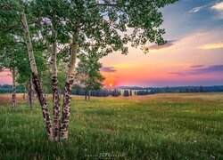Stany Zjednoczone, Kolorado, Woodland Park, Łąka, Brzozy, Zachód słońca
