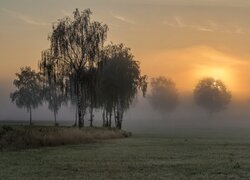 Pola, Trawa, Drzewa, Brzozy, Mgła, Wschód słońca