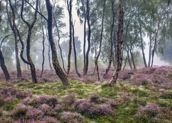 Anglia, Park Narodowy Peak District, Stanton Moor, Drzewa, Brzozy, Wrzosowisko, Mgła