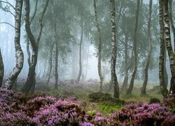 Brzozy na zamglonym wrzosowisku w Parku Narodowym Peak District w Anglii