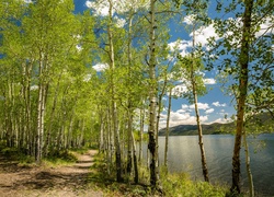 Stany Zjednoczone, Stan Utah, Jezioro Fish Lake, Wiosna, Drzewa, Brzozy