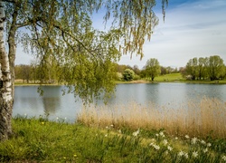 Brzozy nad jeziorem w parku Britzer Garten w Berlinie