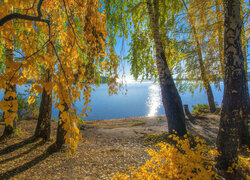 Jesień, Liście, Drzewa, Jezioro, Słoneczny, Dzień