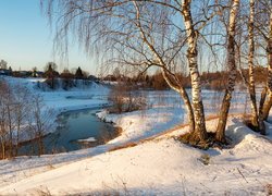 Brzozy nad ośnieżoną rzeką