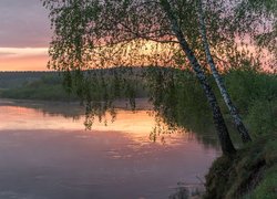 Brzozy nad rzeką wiosenną porą