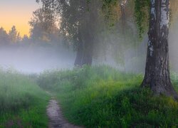 Drzewa, Łąka, Ścieżka, Mgła, Trawa