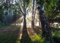 Las, Droga, Drzewa, Brzozy, Przebijające światło