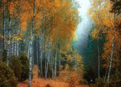 Brzozy w jesiennym zamglonym lesie