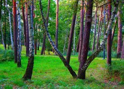 Park, Drzewa, Brzozy, Zieleń, Rośliny