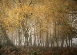 Brzozy we mgle w jesiennym lesie