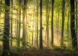 Las, Drzewa, Budka lęgowa, Przebijające światło