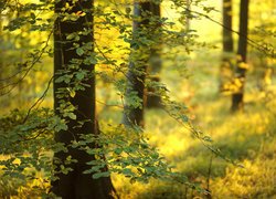 Buki w lesie państwowym Friston Forest w Anglii