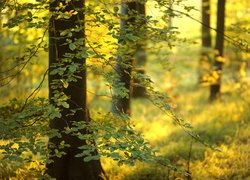 Anglia, Las państwowy Friston Forest, Drzewa, Buk