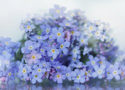 Niebieskie, Niezapominajki, Kwiaty