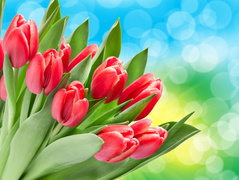 Bukiet czerwonych tulipanów