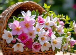 Bukiet kolorowych kwiatów w koszyku