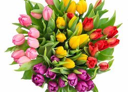 Bukiet kolorowych tulipanów na białym tle