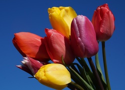 Bukiet kolorowych tulipanów na tle błękitnego nieba
