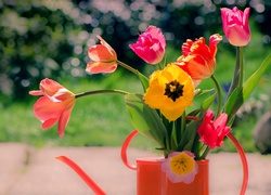 Bukiet kolorowych tulipanów w konewce
