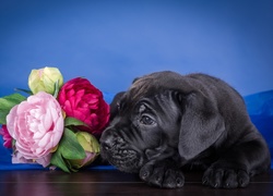 Szczeniak, Cane corso, Piwonie