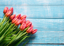 Bukiet rozkwitających czerwonych tulipanów na niebieskich deskach