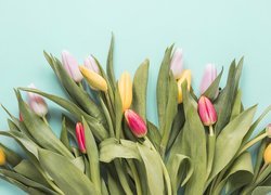 Bukiet różnokolorowych tulipanów