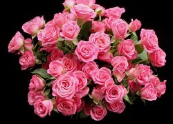 Bukiet różowych róż na ciemnym tle